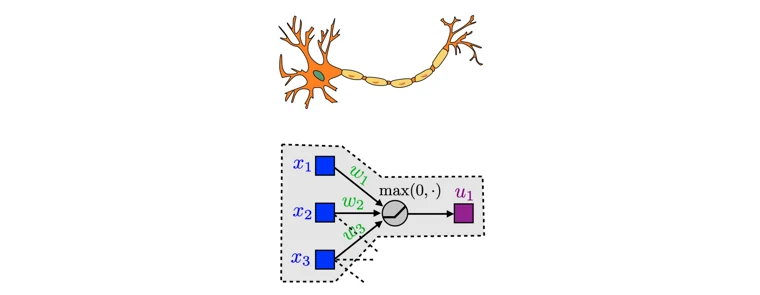 Biological and artificial neurons